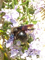 Xylocope violet - Xilocopa violacea (ph. Mrugala F., Ardeche, 02-2020)(2)